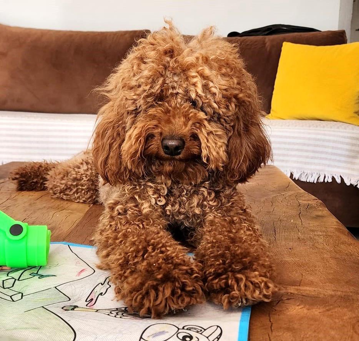 Çeşme\'de kaybolan köpeği bulana 20 bin lira ödül verilecek