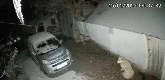Depremi fark eden köpeğin panik anları kamerada