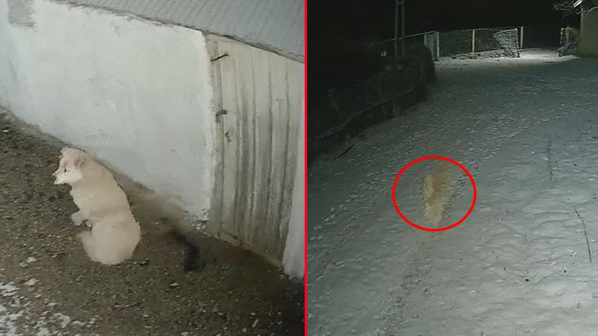 Elazığ'da depremi fark eden köpeğin panik anları kamerada