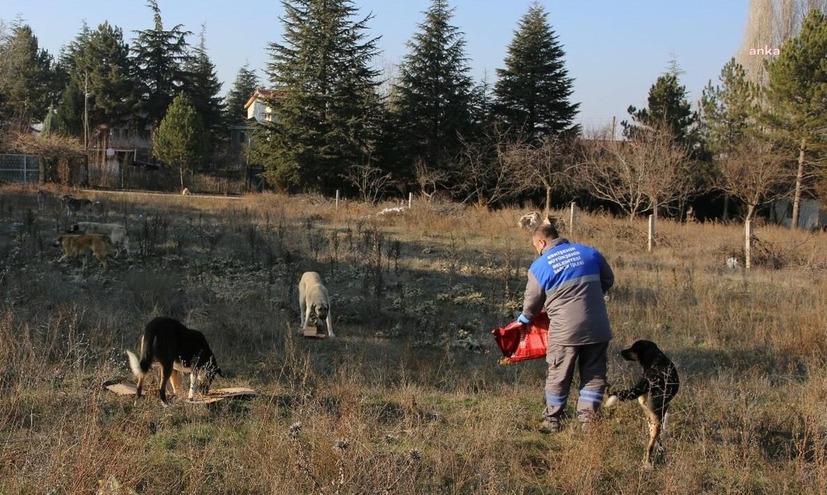 Ebb\'den Kırsaldaki Sokak Hayvanlarına Yönelik Beslenme Desteği