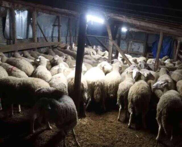 'Parayı havale yoluyla göndereceğim' dedi, 81 koyunla kayıplara karıştı