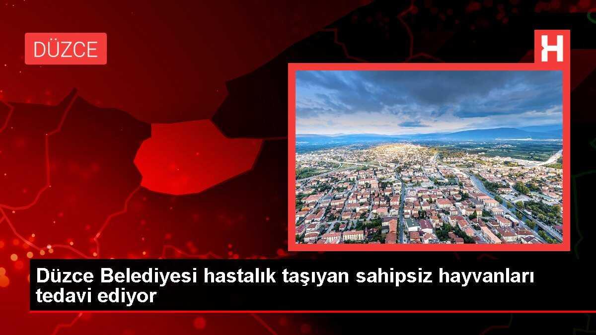 Düzce Belediyesi hastalık taşıyan sahipsiz hayvanları tedavi ediyor