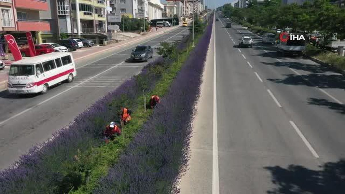 Hasat edilen lavantalardan sabun, kolonya, lavanta yağı ve tonik üretildi
