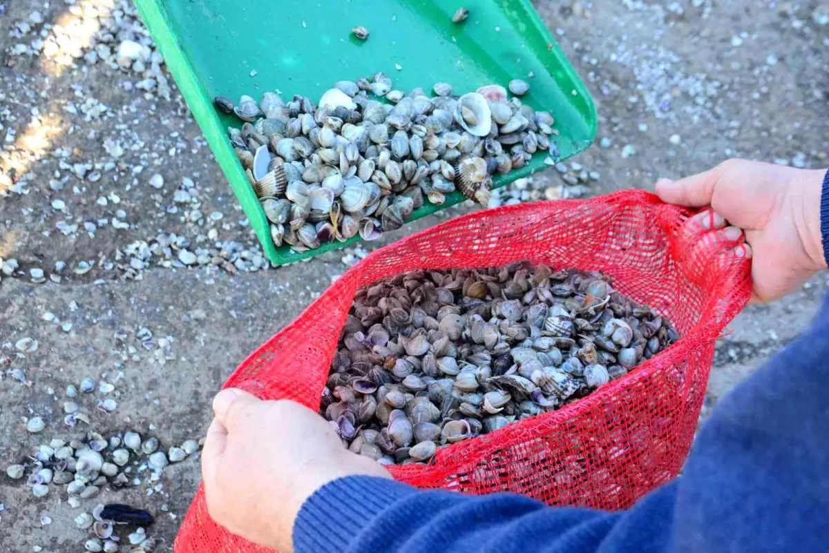 Her gün tonlarca kum midyesi avlayıp, dünyanın dört bir yanına ihraç ediyorlar