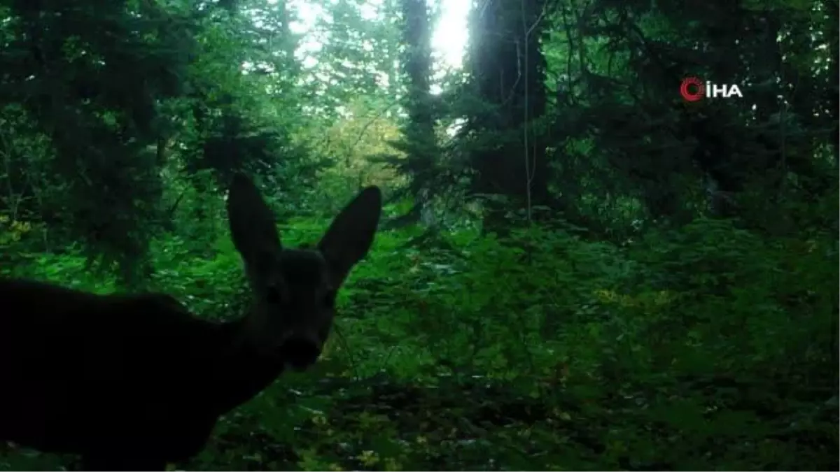 Kış uykusuna yatamayan ayılar böyle görüntülendi