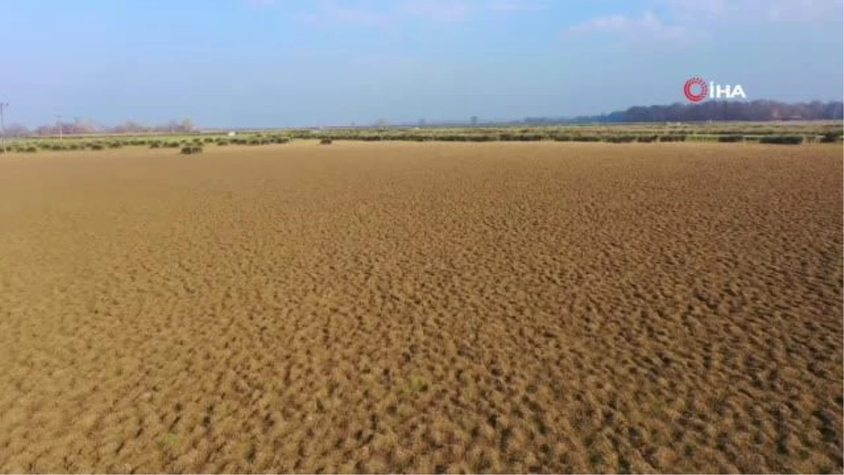 Kızılırmak Deltası\'nda kuraklık tehlikesi: Çölü andıran manzaralar