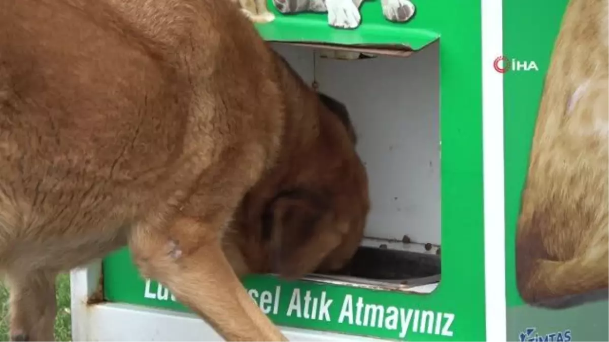 Mamamatik ile sokak hayvanları 1 TL'ye beslenilebilecek