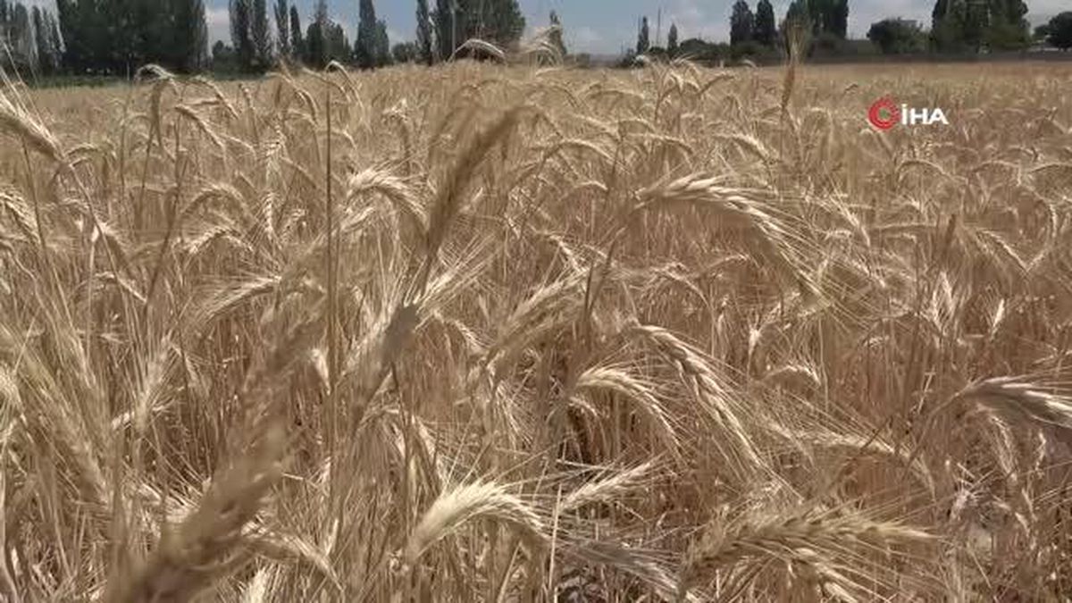 Ziraat odası başkanından çiftçilere: 'Suyu az tüketen ürünler tercih edilmeli'