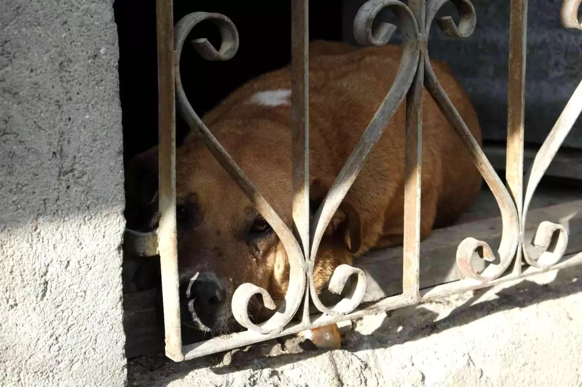 Evin bodrumunda mahsur kalan köpek itfaiye ekiplerince kurtarıldı