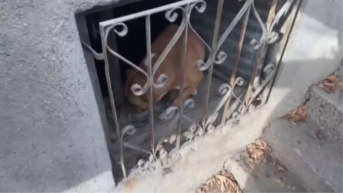 Pencere ile demir parmaklık arasına sıkışan köpeği itfaiyeciler kurtardı