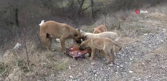 Soğuk havada sokak hayvanlarını unutmadılar