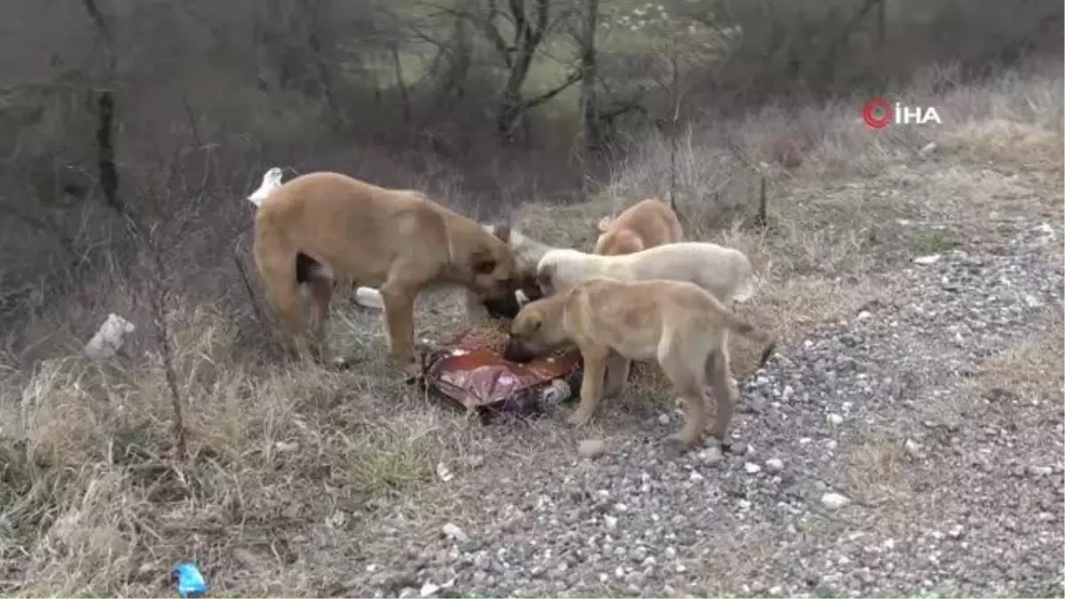 Soğuk havada sokak hayvanlarını unutmadılar