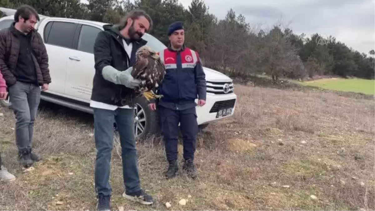 Bolu\'da uçamayan "şah kartal" rehabilite edilecek