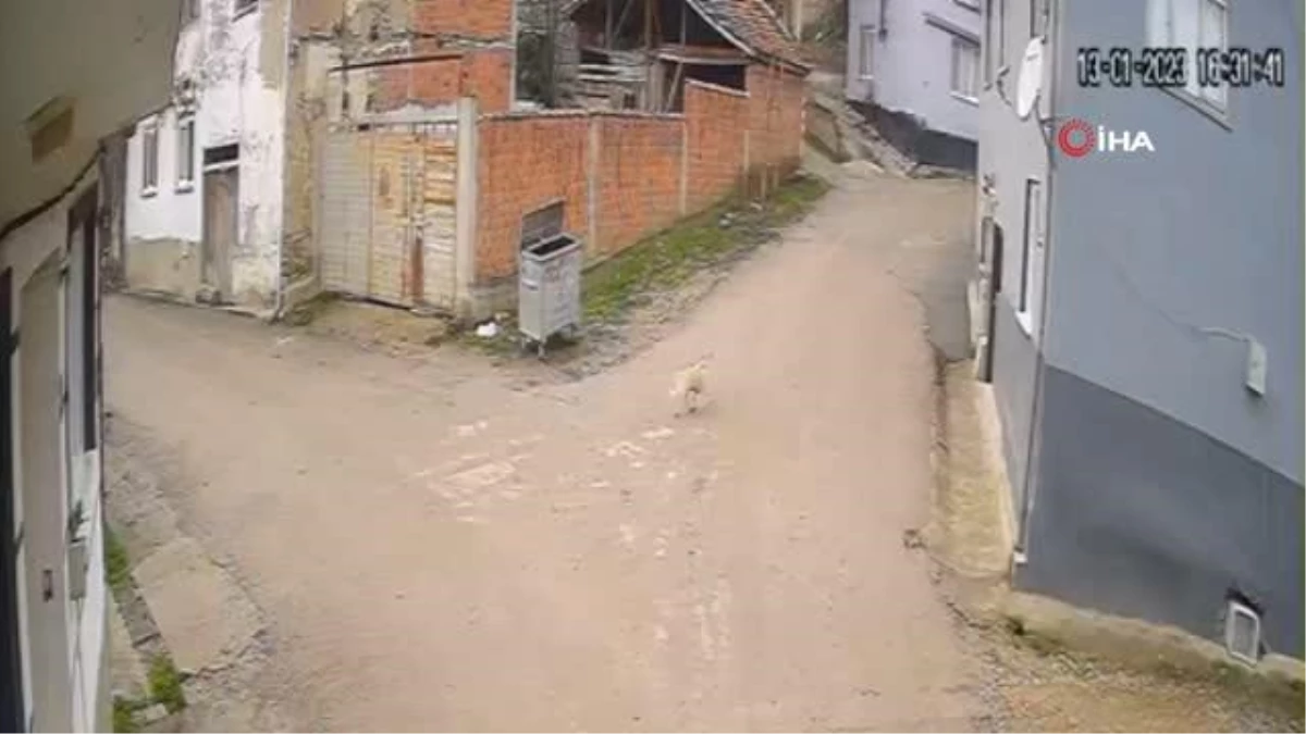 Bursa\'da vahşet: Av tüfeği ile köpeği öldürdüğü anlar kamerada