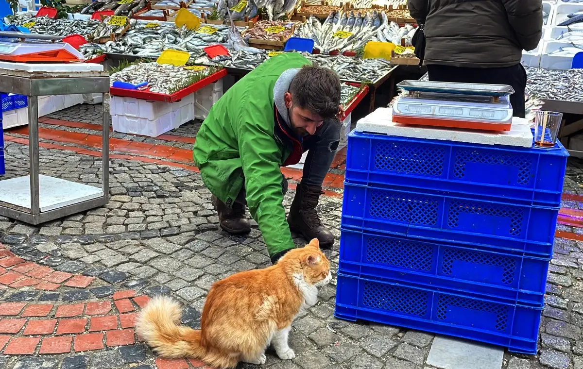 Edirne Balık Pazarı\'nın müdavimi sevimli kedi Limon hamsi müptelası oldu