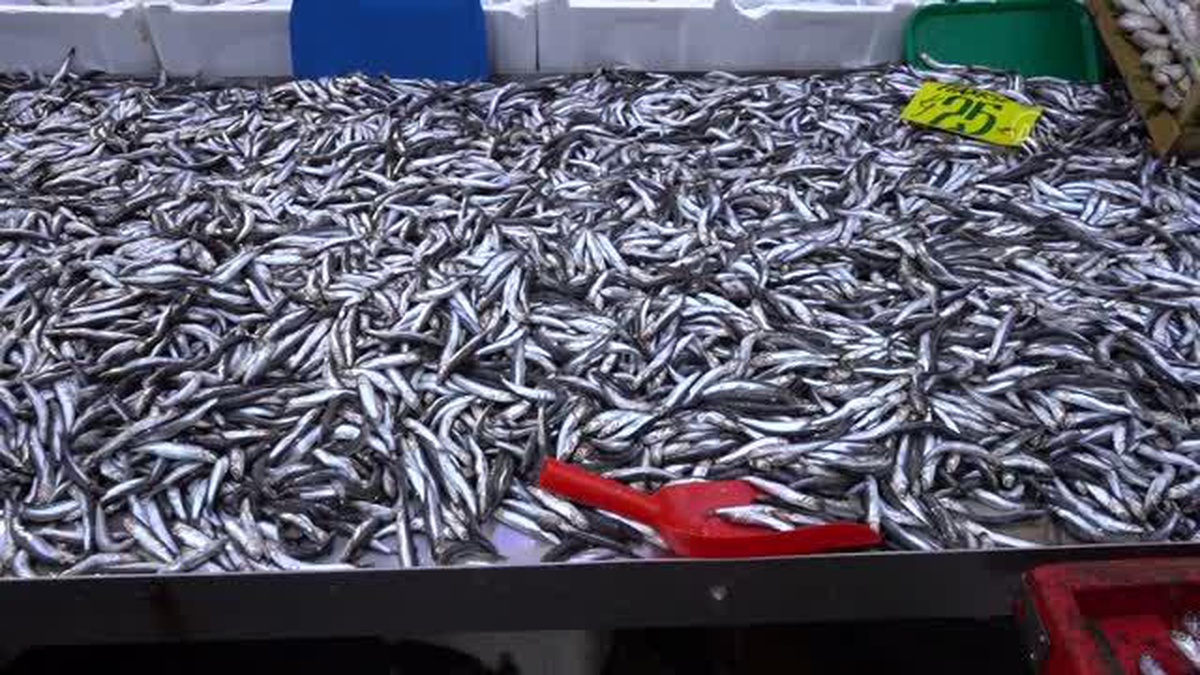 Edirne\'de hamsinin kilogramı 25 liradan satılıyor