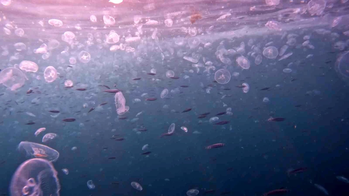 İstanbul Boğazı\'nda denizanası istilası su altından böyle görüntülendi
