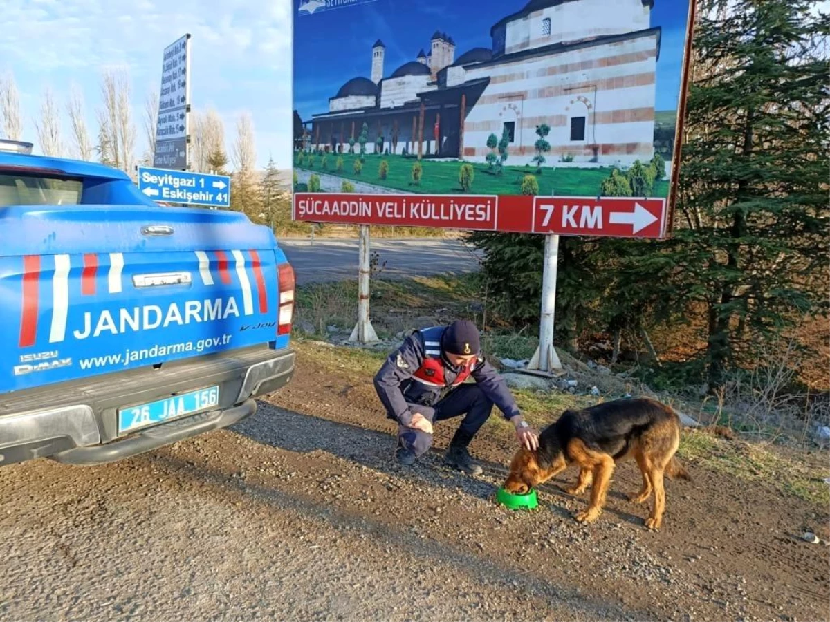 Jandarma ekiplerinden sokak hayvanlarına yönelik örnek davranış