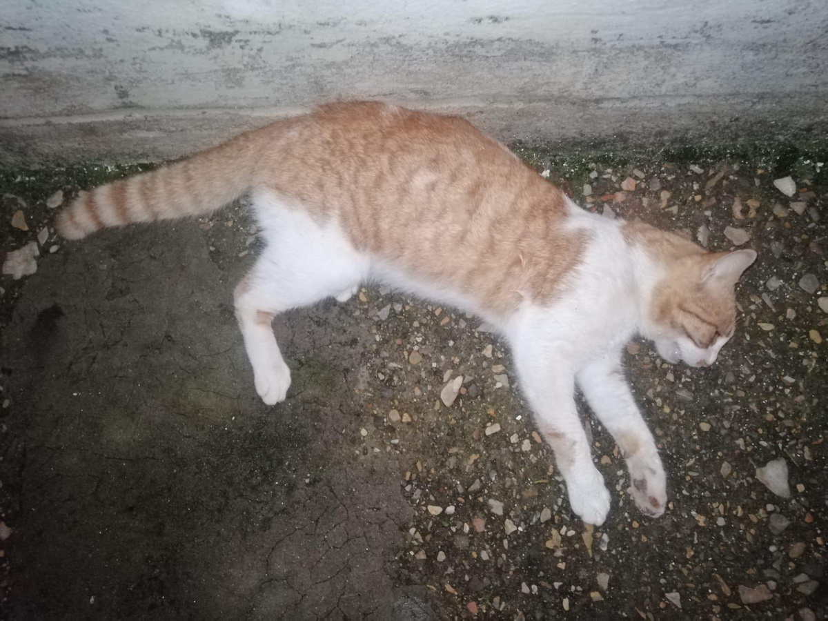 Muğla\'da havalı tüfekle kedilere ateş ettiği öne sürülen şüpheli gözaltına alındı