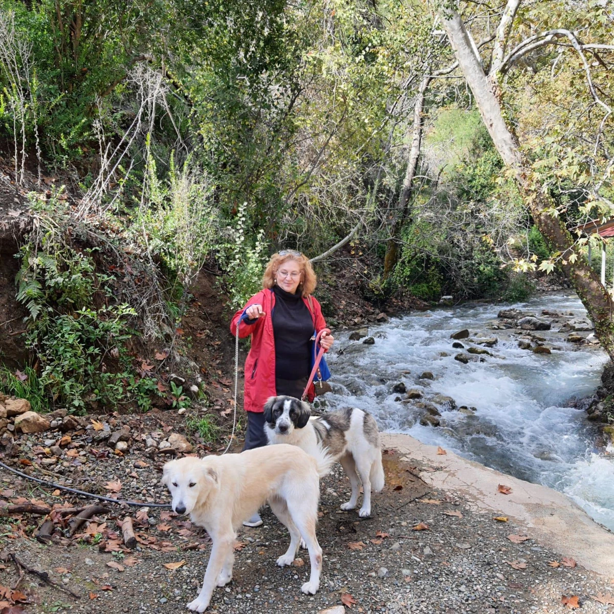 Muğla\'da Köpeği Tüfekle Öldürülen Kadın Şikayetçi Oldu