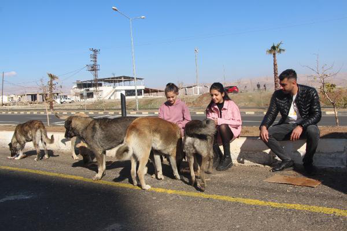 Okul servisi şoförü, 13 yıldır sokak sokak gezip kedi ve köpek besliyor