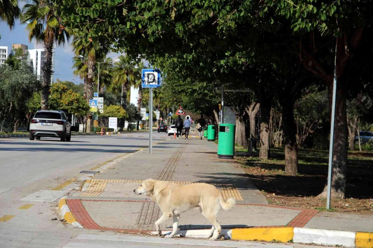 Rektörden kampüs içinde başıboş köpek isyanı
