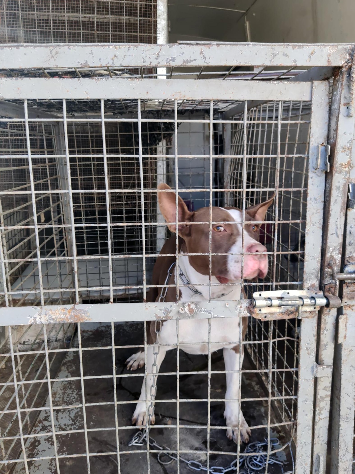 Adana\'da geçen yıl 132 yasaklı ırk köpek barınağa yerleştirildi