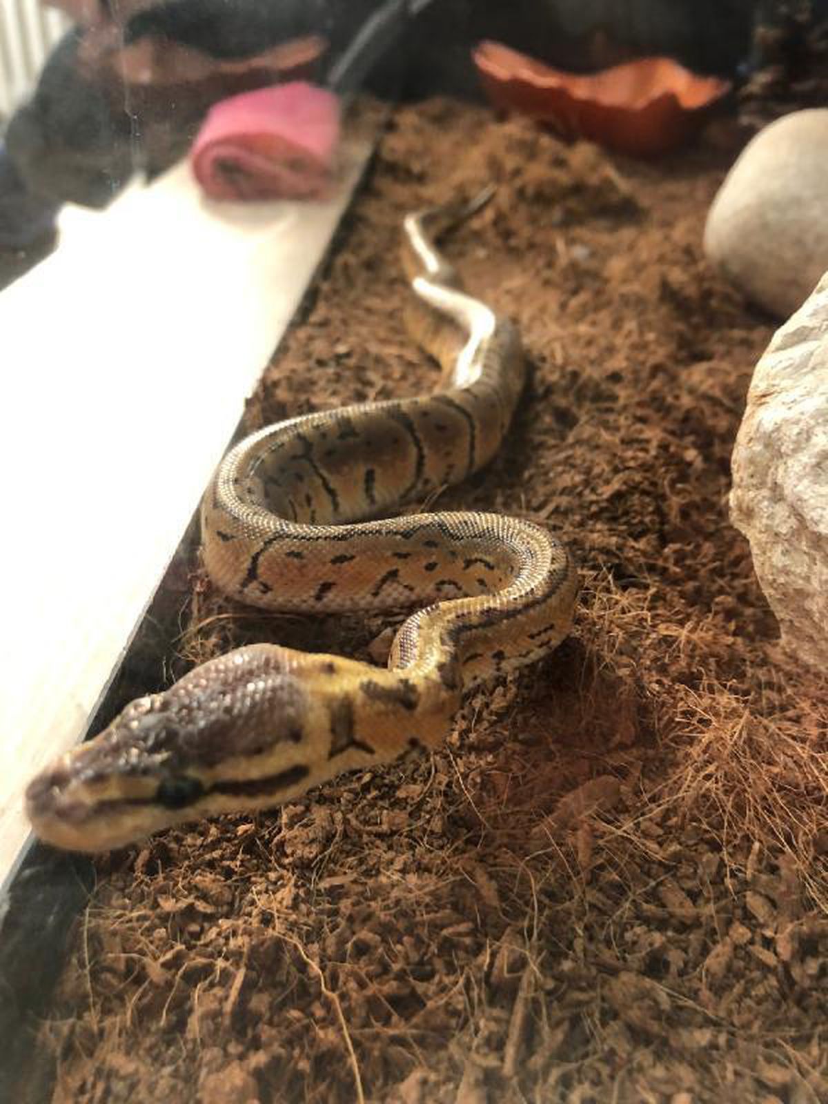 Kaçak getirdiği hamster ve pitonu satmaya çalışırken yakalandı