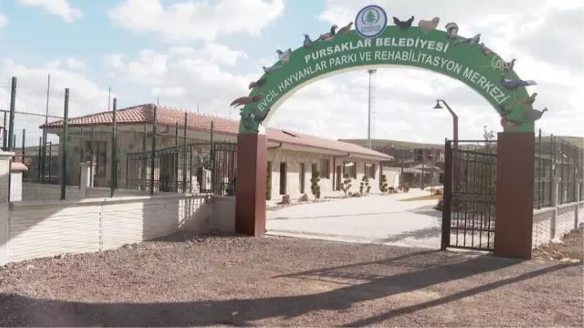 Osmanlı mirası 'sultan tavuğu' Pursaklar'da yetiştiriliyor