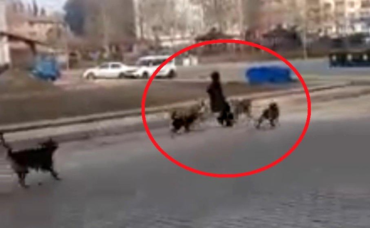 Sinop\'ta başıboş köpekler yoldan geçen genç kıza saldırdı