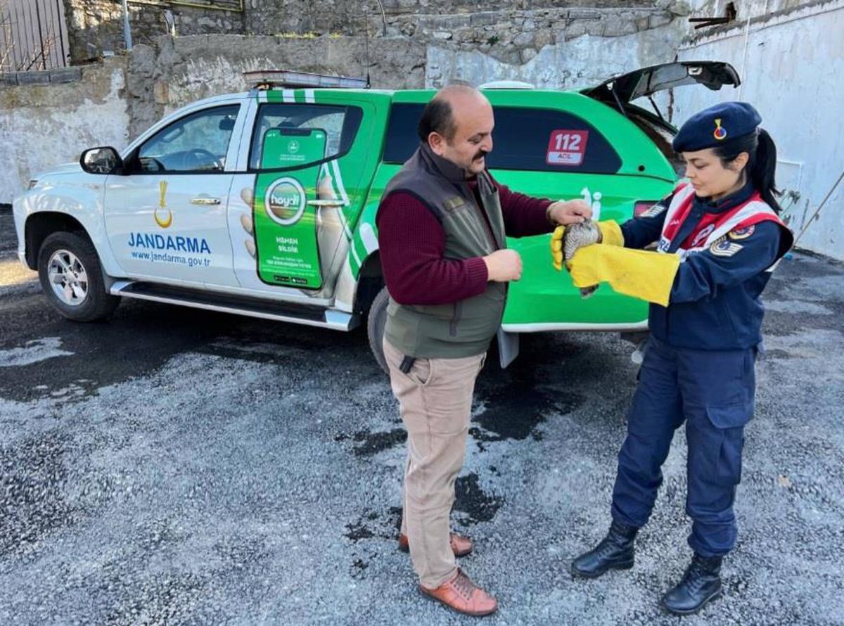 Zonguldak\'ta yaralı halde bulunan atmaca tedaviye alındı