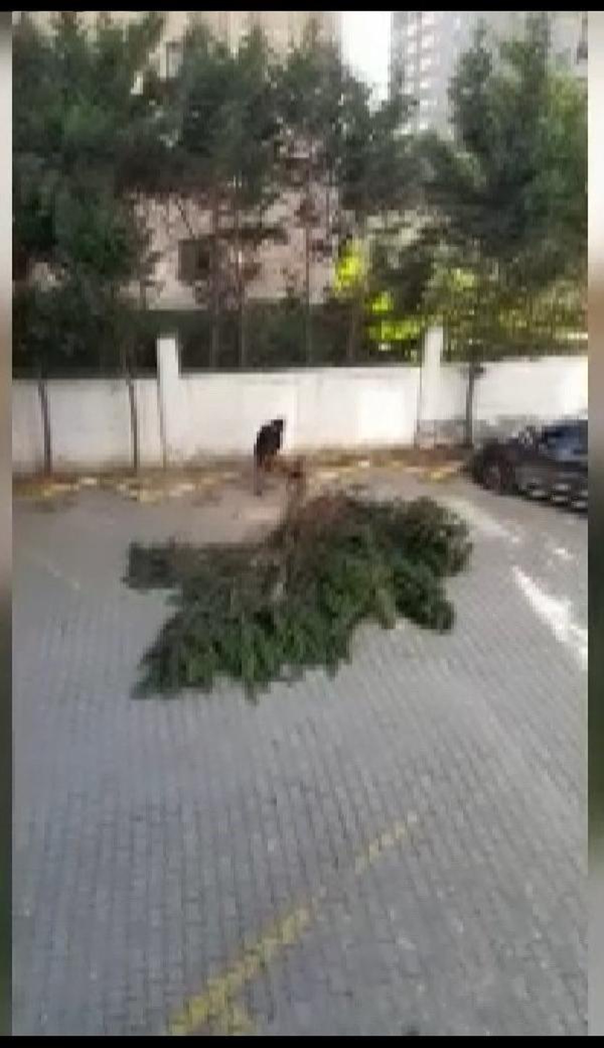 AİDAT ZAMMI TARTIŞMASININ YAŞANDIĞI SİTEYİ BU KEZ AĞAÇ KESİMİ KARIŞTIRDI