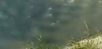 Asi Nehri kenarında mahsur kalan köpek kurtarıldı