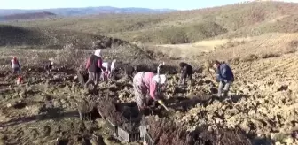 Baraj çevresindeki 10 hektar alana gelir getirici bitki dikildi