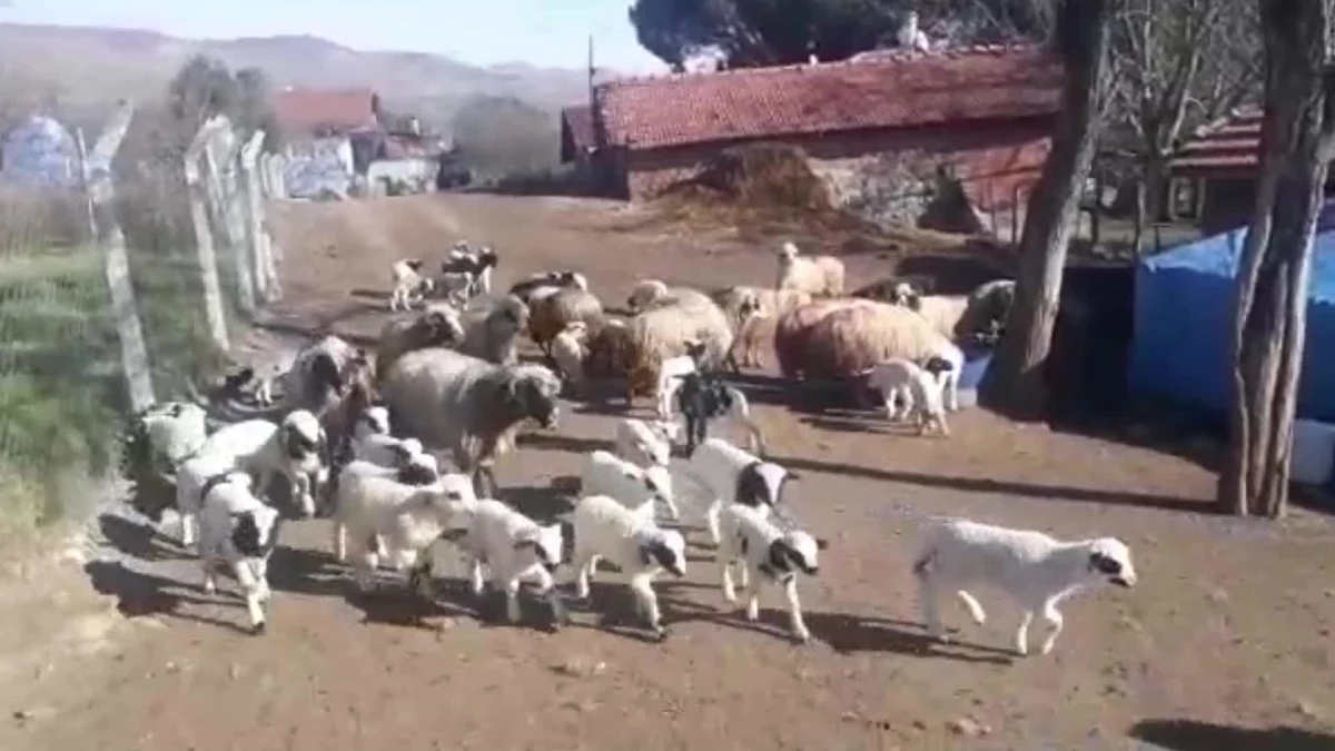 Çambükü\'nde Mera Alanları Elllerinden Alınan Üretici: "Sonunda Adalet Yerini Bulacak. Hayvanlarımızın Yerini de Kendi Yerimizi de Alacağız"