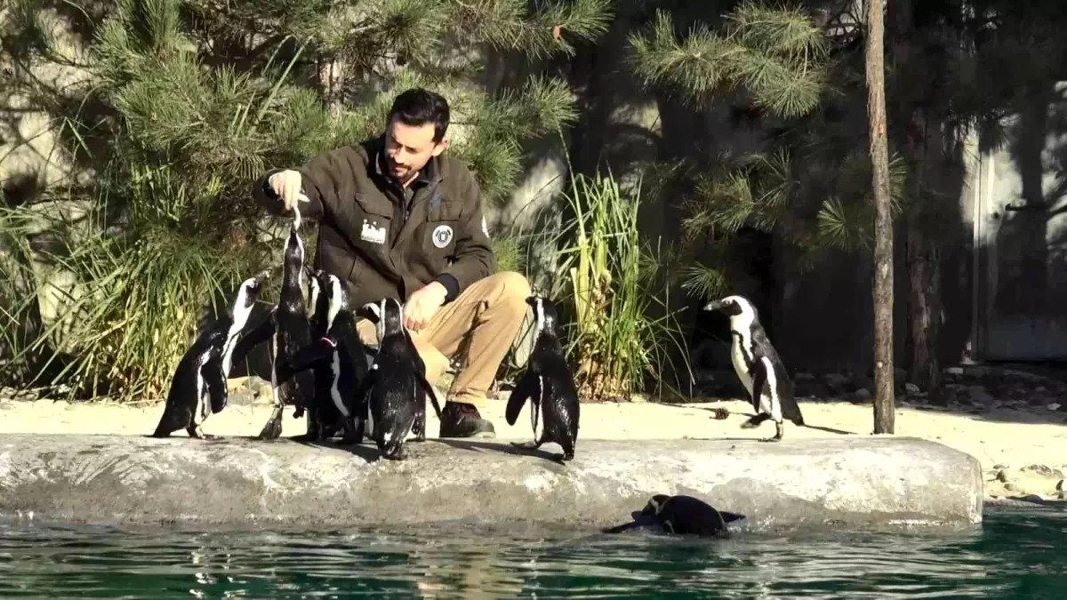 Dünya Penguen Günü\'nde sardalya sürprizi