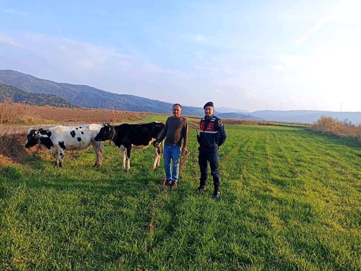 Jandarma kayıp hayvanlar için seferber oldu