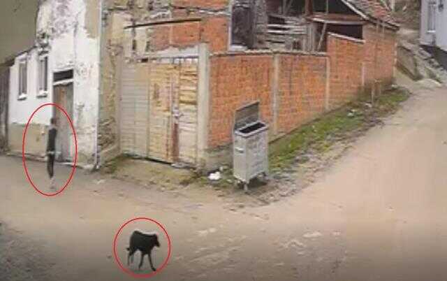 Köpekleri, tavuklarını öldürdüğü için vurmuş Köpekleri, tavuklarını öldürdüğü için vurmuş