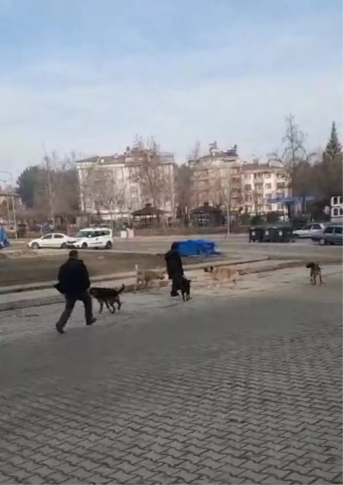 Sokak köpeklerinin kız öğrencinin etrafını sardığı anlar kamerada