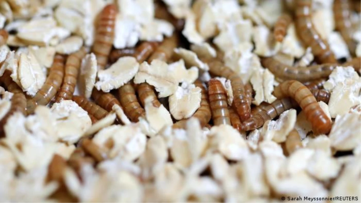AB\'de cırcır böceği tozu yeni gıdalar arasında