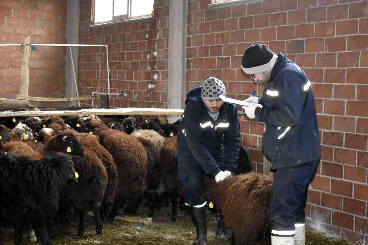 Bayburt\'ta devlet desteğiyle koyun varlığı artıyor