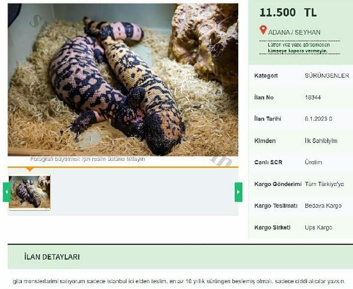İnternetten yasa dışı \'Gila monster\' satışı