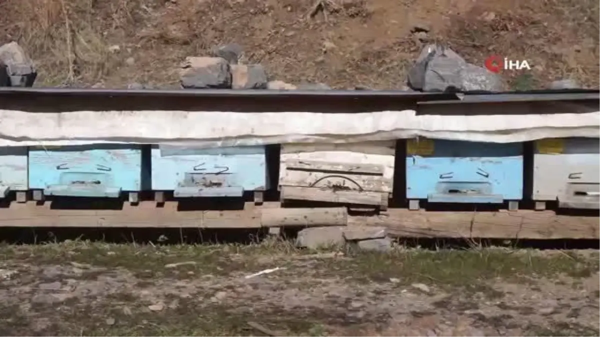 Küresel ısınma arıları da etkiledi