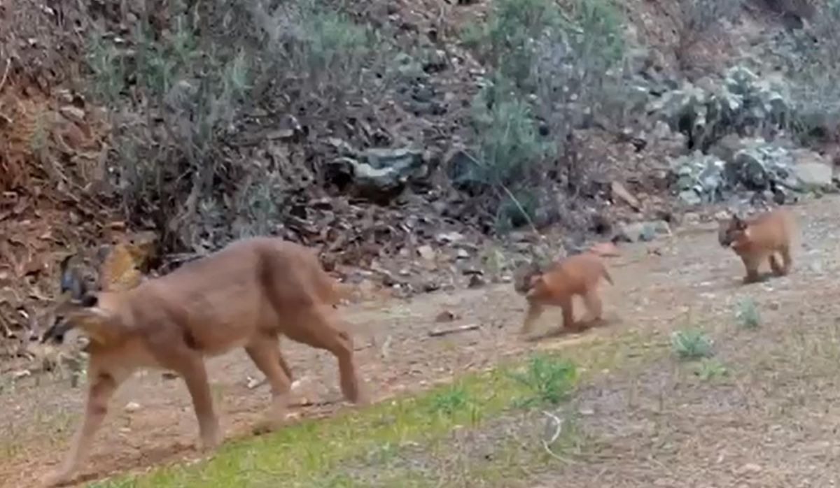 Muğla\'da nesli tükenme tehlikesindeki karakulak ve iki yavrusu fotokapanla görüntülendi