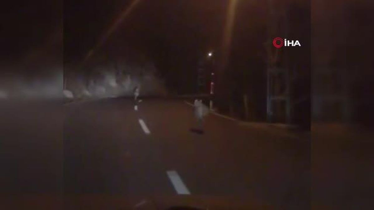 Anayola inen kurt sürüsü böyle görüntülendi