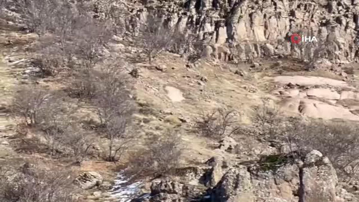 Kış uykusunda olması gereken anne ve yavru ayılar yiyecek ararken görüntülendi