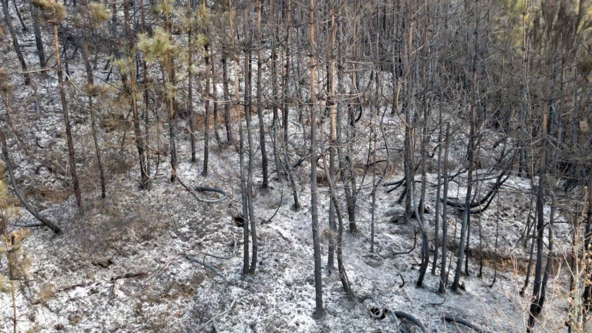 Sakarya\'daki orman yangınında zarar gören 50 dönümlük alan havadan görüntülendi