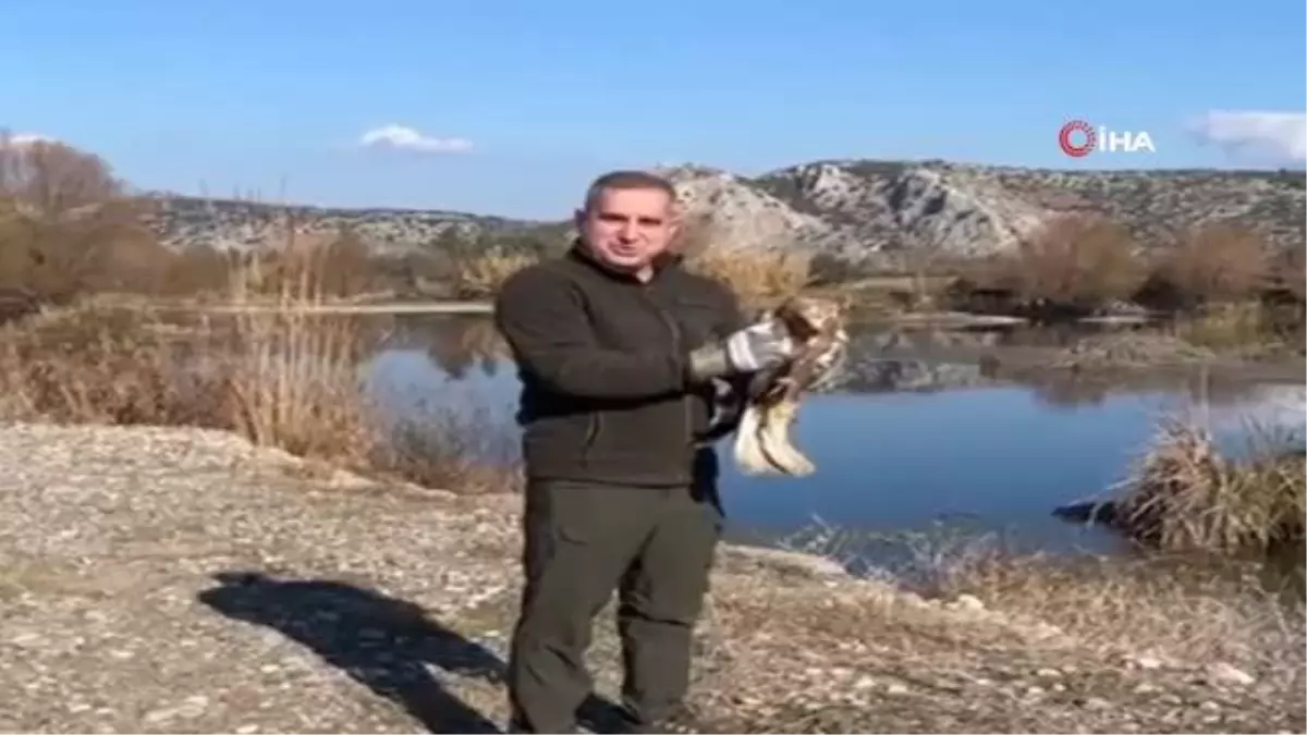 Tedavisi tamamlanan şahin doğaya salındı