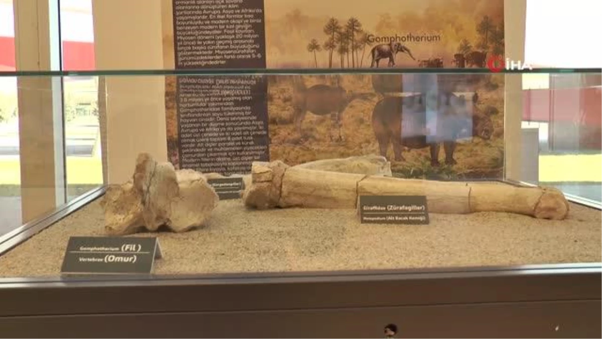 7,5 milyon yıllık tarih Kayseri\'de sergileniyor