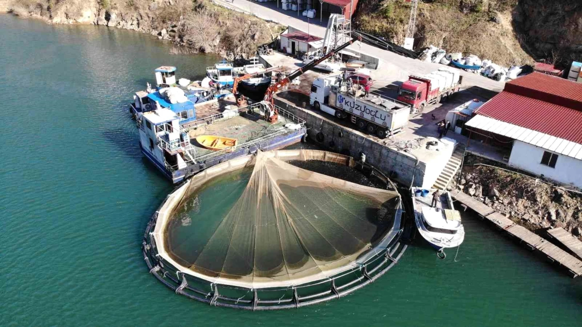 Artvin\'de kafes balığı tesislerine yenileri ekleniyor: Hedef 50 bin somon ihracatı
